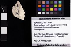 Foto (Objket + Etiketten) von Cracensigillatus acutirostrus (Moericke, 1889) 